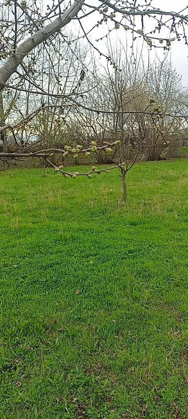 yeni suraxanıda: Qəbələ, 100 kv. m, 5 otaqlı, Hovuzsuz, İnternet — 5