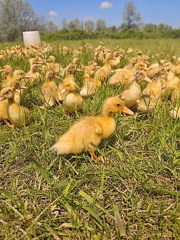 Salam, Pekin ördək balaları satıram 17-18 günlük ördəklərdi