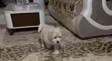 itlər afcarka: 3 ay, Erkek, Peyvəndli, Ünvandan götürmə, Ödənişli çatdırılma — 2