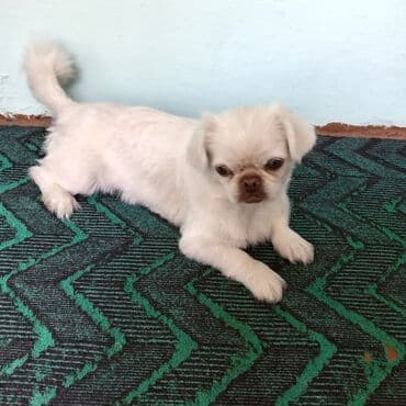 pişik bala: Pekines, 7 ay, Dişi — 2