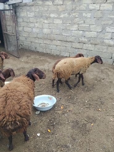 bmw 3 серия 328xi at: Erkək, Qala, il: 1, 70 kq — 10