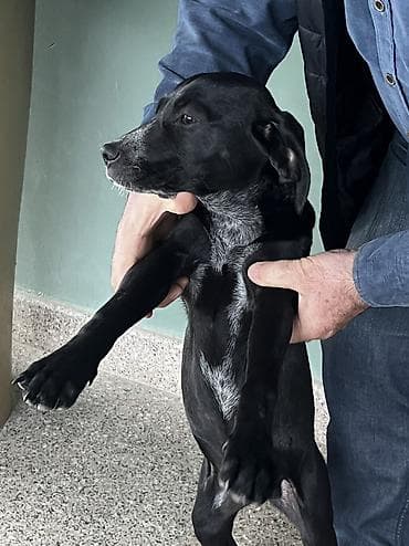 ovcharka balasi satilir: Kurtxar, 5 ay, Dişi, Peyvəndli, Ünvandan götürmə — 6