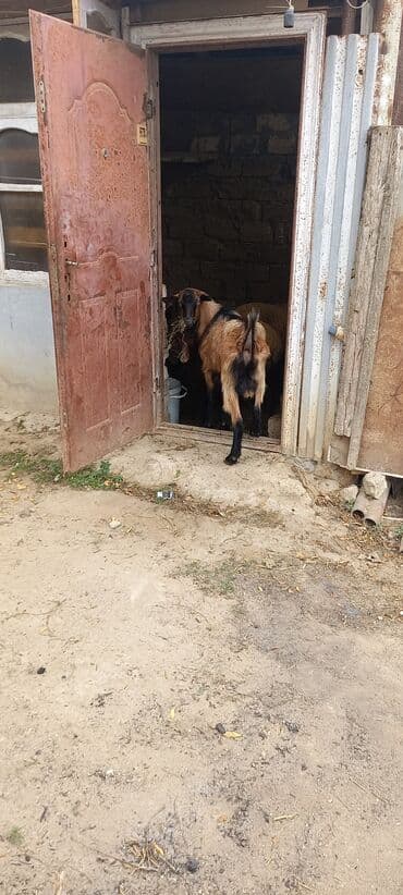 Satılır: gənc keçi (erkək) - Rəng: qızılı-qəhvəyi tüklü, kürək və — 5