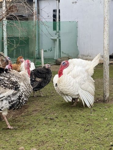 Inəklər, öküzlər: Hinduwlar satilir — 1