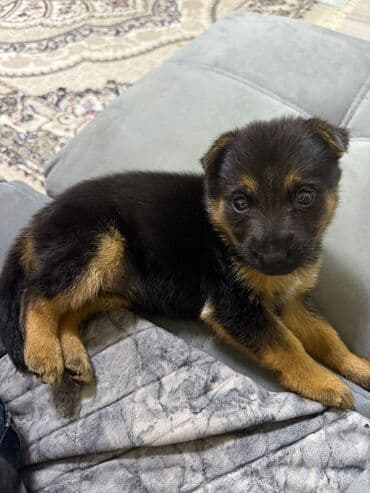 şotlan pişik: Şotland yastı qulaq, Erkək, Dişi, Yaxşı əllərə, Ünvandan götürmə, Pulsuz çatdırılma, Ödənişli çatdırılma — 145