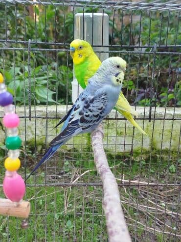 кольчатый попугай цена: Papuqaylar satılır Erkəy mayadı cütü 30 manat. Qəfəslə 45 manat. Ünvan — 1
