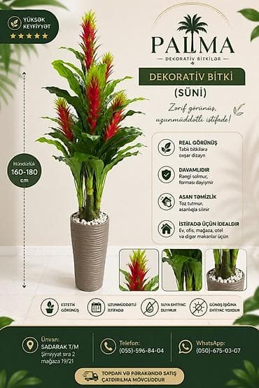 gullərin satışı: 🌿 PALMA – dekorativ bitkilər Evinizə, ofisinizə və digər məkanlara — 1