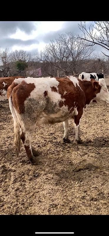 Quşlar: Dişi, Simental, il: 2, Damazlıq, Südlük — 3