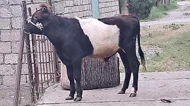 yəhər satılır: Bordaqlıq erkək dana satılır diri çəkisi 200kq dan çoxdu — 1