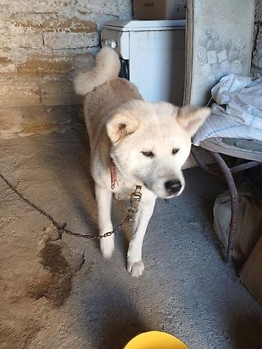 çəpiş satışı: Akita-inu, 1 il, Dişi — 3