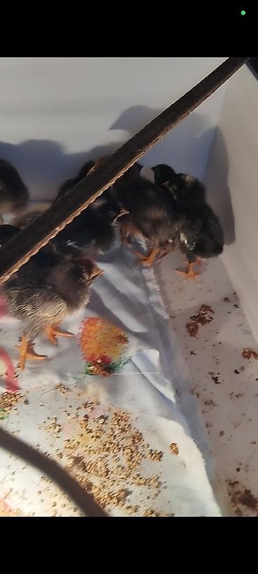 serebrist cücə: Toyuq cücələri, Ətlik — 2