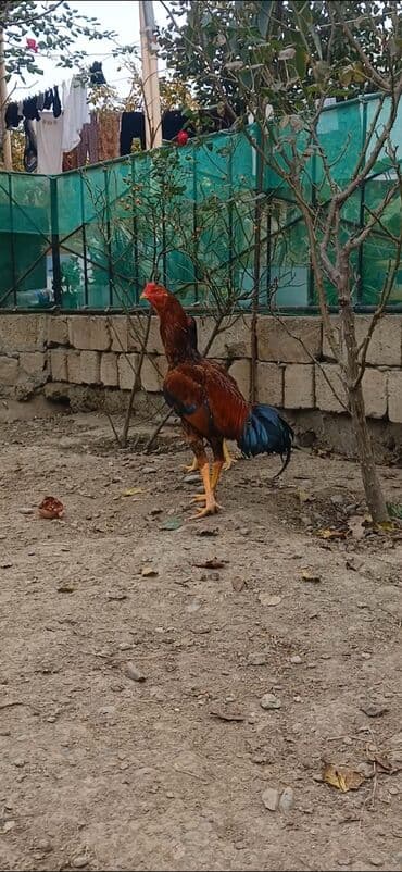eşşək şəkili: Məhsul: Uzunboyun, sərt ayaqlı, qırmızı-qəhvəyi lələkləri və tünd — 2