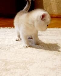 pişiklər bala: Britan, Erkək, Yaxşı əllərə, Ünvandan götürmə — 5