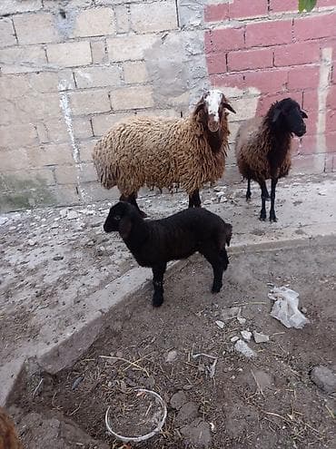 agilli yem qabi: Erkək, Qala, il: 1, Damazlıq — 8