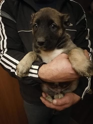 35 günlük qurdbasar balaları, 5 dişi, 1 ərkək Anası: qurdbasar + cane — 2
