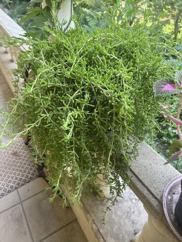 yumru xalça: Xalça — 21