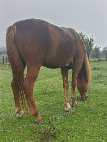 сколько стоит собака бу: Erkək, Qarabag, il: 8 — 2