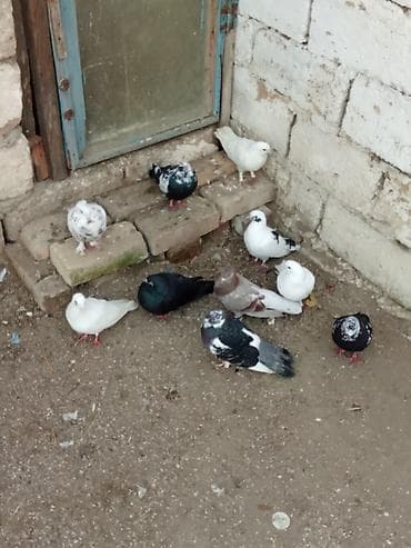 takla goyercin: Tutulmalardi isteyen yazsin — 2