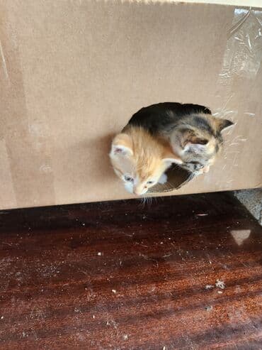 сколько стоит котёнок: Самка — 7