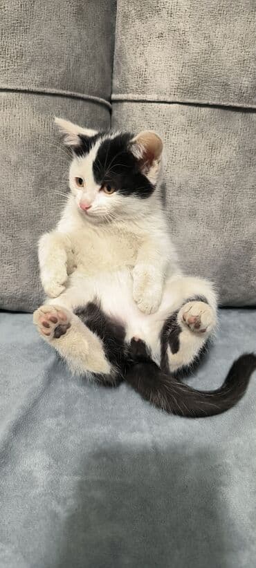 ucuz pisik satisi: Erkək, Yaxşı əllərə — 10