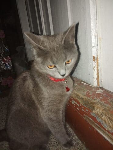 котята в баку бесплатно 2020: Шотландская, Самка, Бесплатная доставка — 5