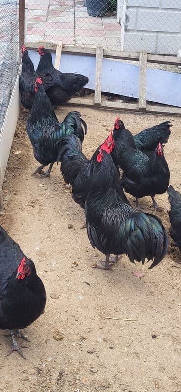 cins inekler azerbaycanda: Xoruz, il: 1, Ödənişli çatdırılma — 3