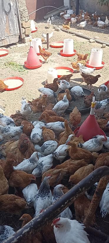 heyrati toyuq: SARAY 4 AYINA KECMIS HƏYƏT ŞƏRAITI ORGENMIŞ SUOER COLPALAR — 5