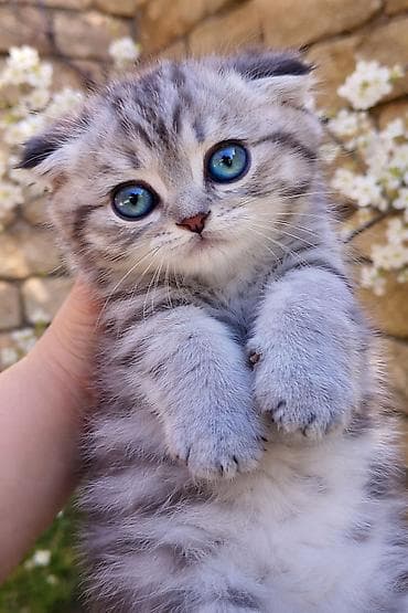 Şotland yastı qulaq