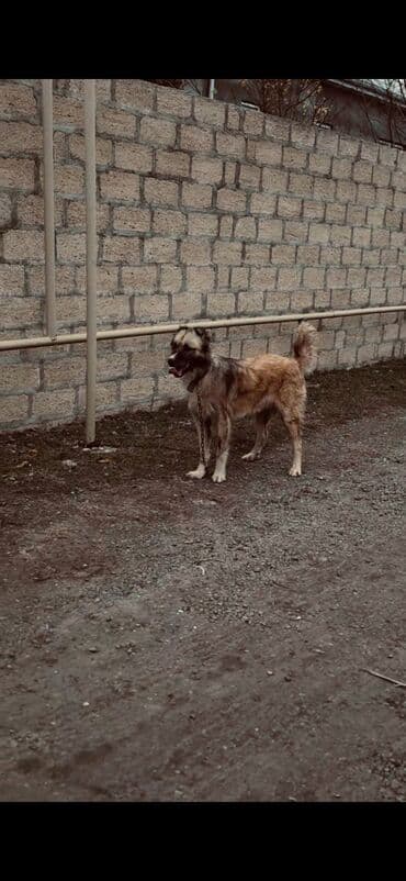 Heyvanlar: 1 il, Peyvəndli — 1