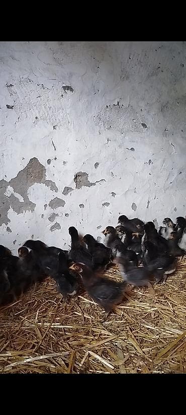 cücə və xoruz təmsil: 25 günlük super seçmə rəng seçmə kənd cücələri satılır, hamısı qara — 7