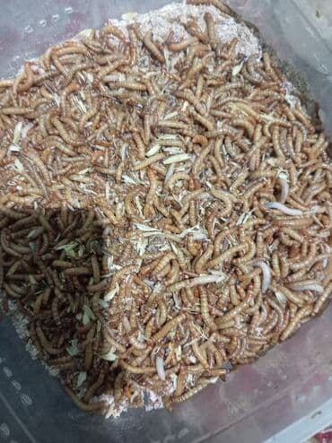 Digər heyvanlar: Un Qurdu canlı yem qış mövsümündə heyvanlar və quşlar üçün əla — 2