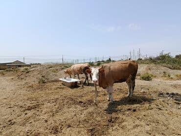 inək adları: Dişi, Simental, il: 3, 600 kq, Südlük, Ünvandan götürmə, Ödənişli çatdırılma — 1