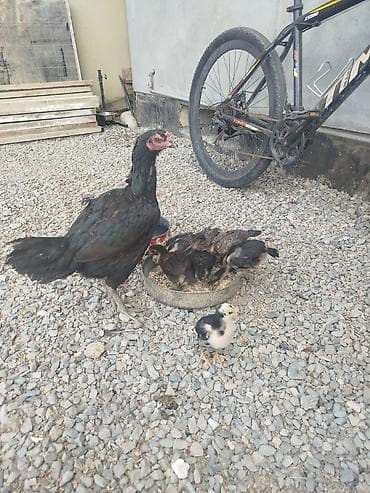 pişik qara: Toyuq, Damazlıq — 3