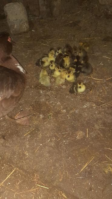 kend toyuqlari: 23 dənə bala macar zümrüdü krasnadar lavanda razılaşma yolu ilə — 5