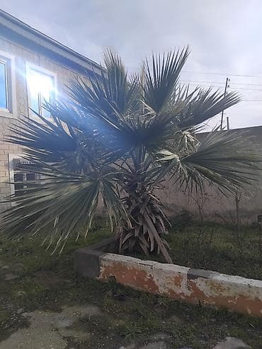 ağaç: Vaşinqton sortu — 3