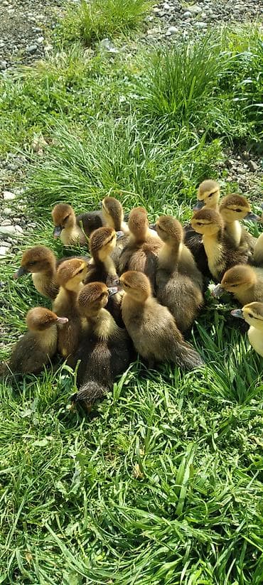 Kuban qəhvəyi ördək balalari Xüsusiyyətlər: - Sakit təbiətli, sürətli