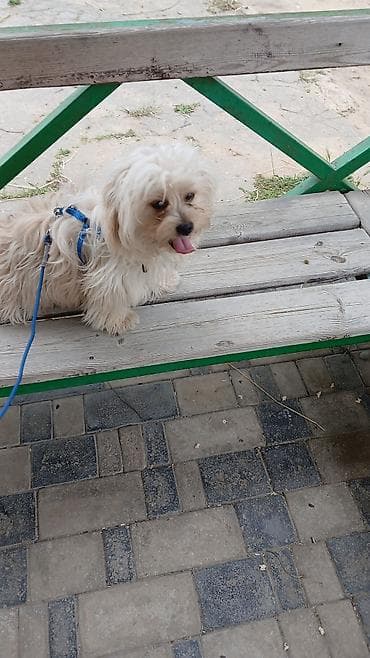 koker spaniel satilir: Dişi — 3