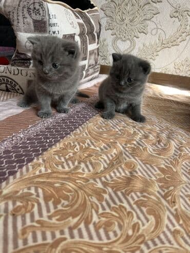 pişik adları oğlan: Britan, Erkək, Dişi, Yaxşı əllərə, Ünvandan götürmə — 2