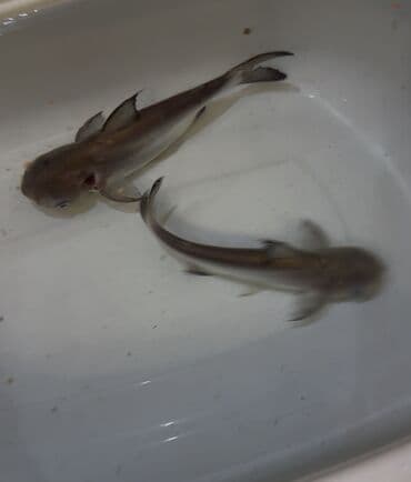 Akula balığı, Yırtıcı, Ünvandan götürmə