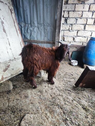 cins keci: Boz rəngli uzunqulaq keçi - Növ: yerli keçi (erkək) - Rəng: tünd — 3