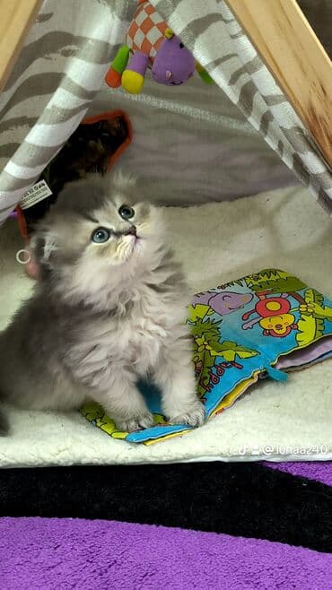 britan pisiyi: Britan — 3