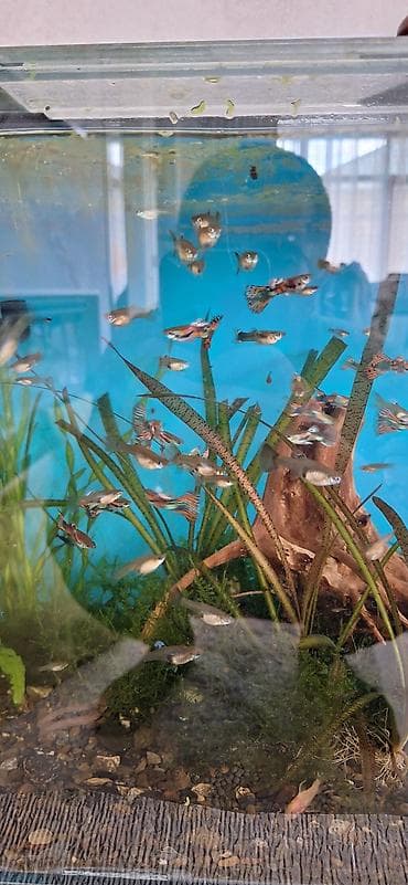 ev heyvanları it: Quppi, Sülhsevər, Ünvandan götürmə — 4