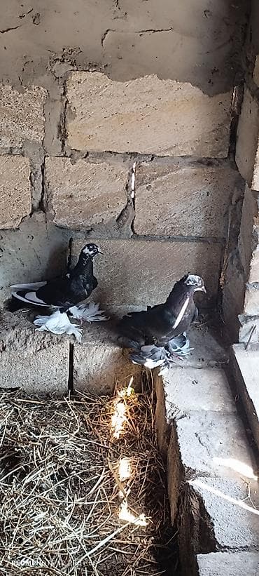 Erkek mayadi. yerdə oynaqdi mayası lalafo.az -da Erkek mayadi. yerdə oynaqdi mayası
