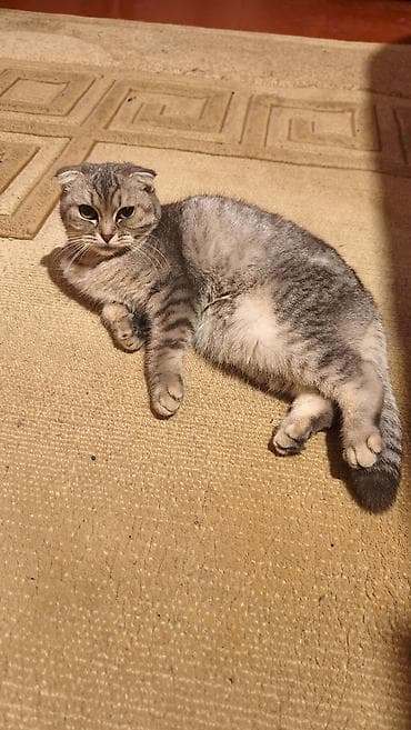 Şotland yastı qulaq, Dişi, Ünvandan götürmə, Ödənişli çatdırılma lalafo.az -da Şotland yastı qulaq, Dişi, Ünvandan götürmə, Ödənişli çatdırılma