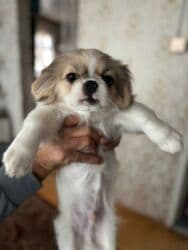 xaski iti qiymeti: Pekines — 1