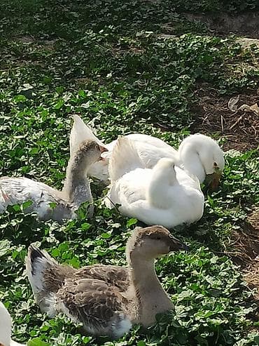 Гуси: Bir ədəd 100 azn tam sağlam qazlar — 1