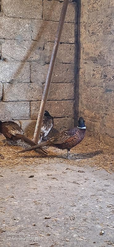 Птицы: Xoruzlar satilir — 6