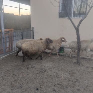 qoyun satisi: 6 boğaz qoyun biri qocadi 5ise 2 və 3 qarın dogmuw qoyunları kom — 3
