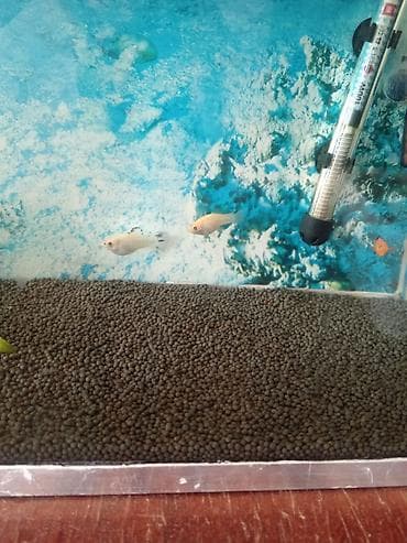 molly: 9molly 5dişi 4erkək, 1meçinoz dişi, 3quppi 1erkək 2dişi, RS-610 — 4