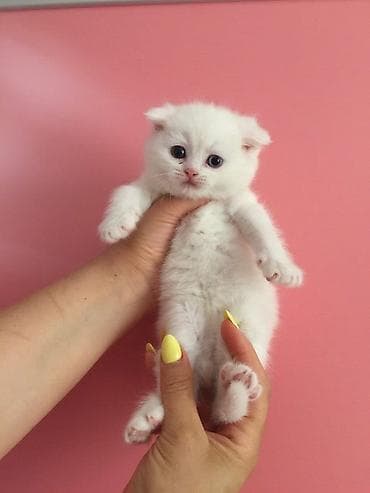 cats az: Ağ rəngli, tüklü balaca pişik balası. Yumru üz quruluşu, iri qara-mavi — 1